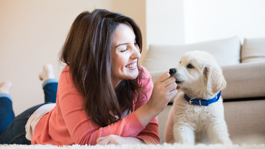 Tips para educar a tu cachorro