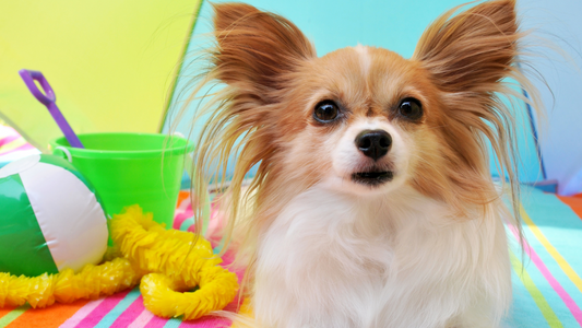 Consejos para proteger a tu mascota en época de calor