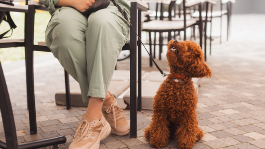 Lugares pet friendly