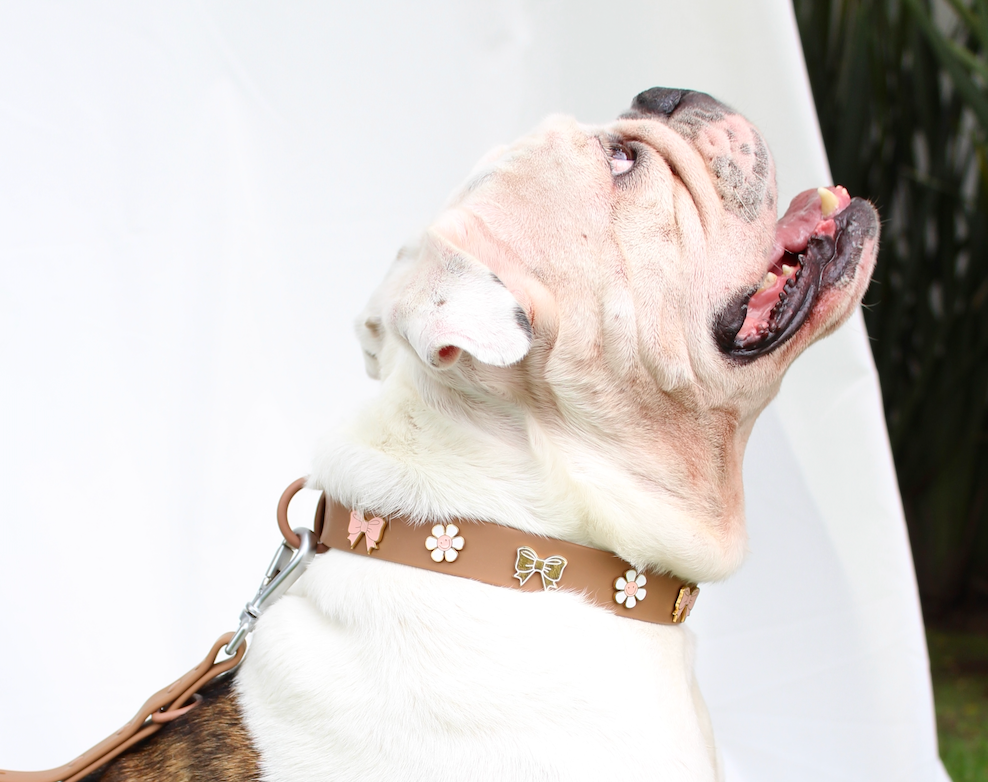 Bulldog inglés usando talla L en collar con charms