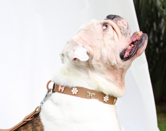 Bulldog inglés usando talla L en collar con charms