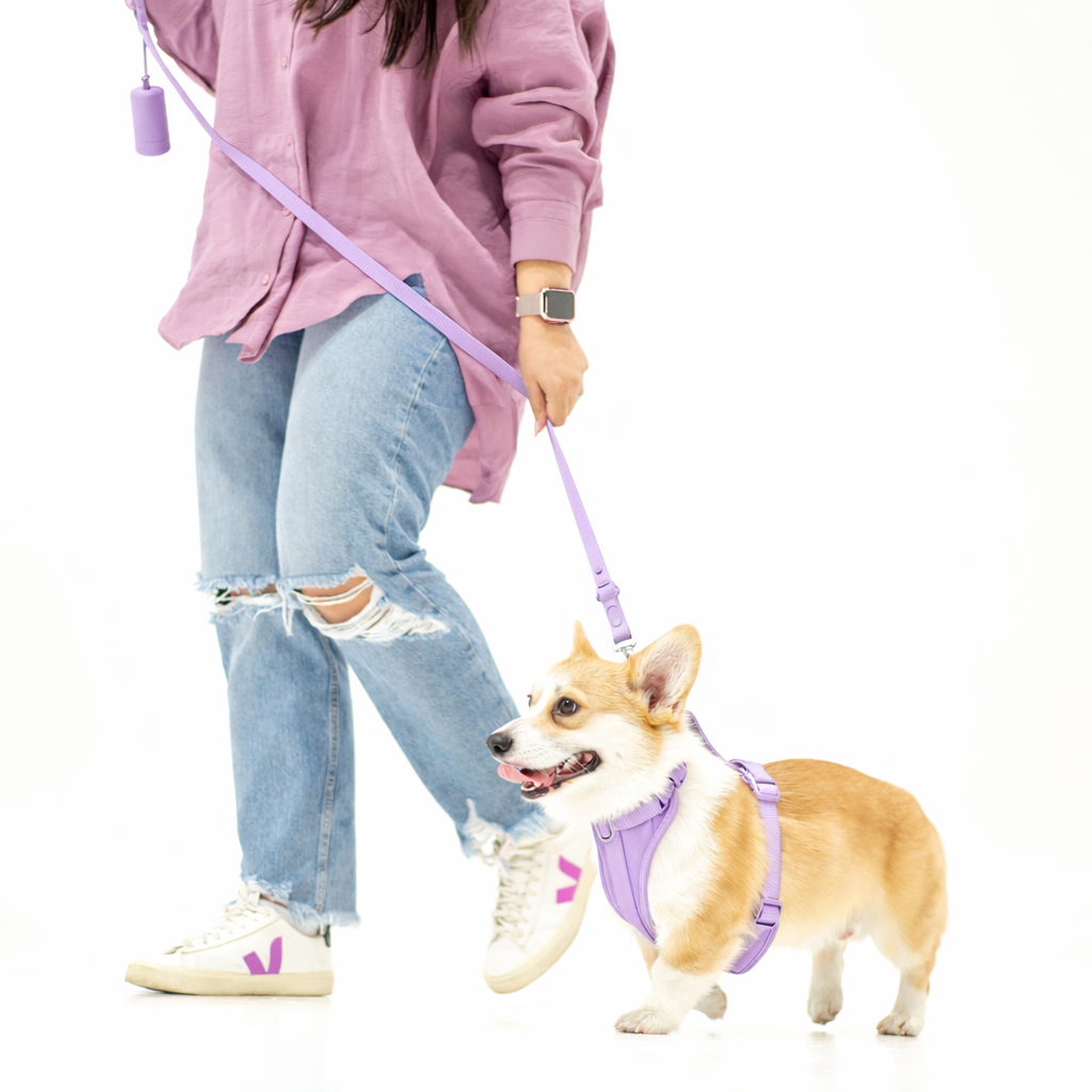 Arnés/Pecheras 🐶